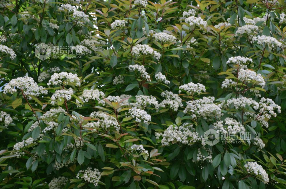 4月10日，在江西省吉安市永新县沿江路，石楠新叶与花簇同框的春日景致别样。