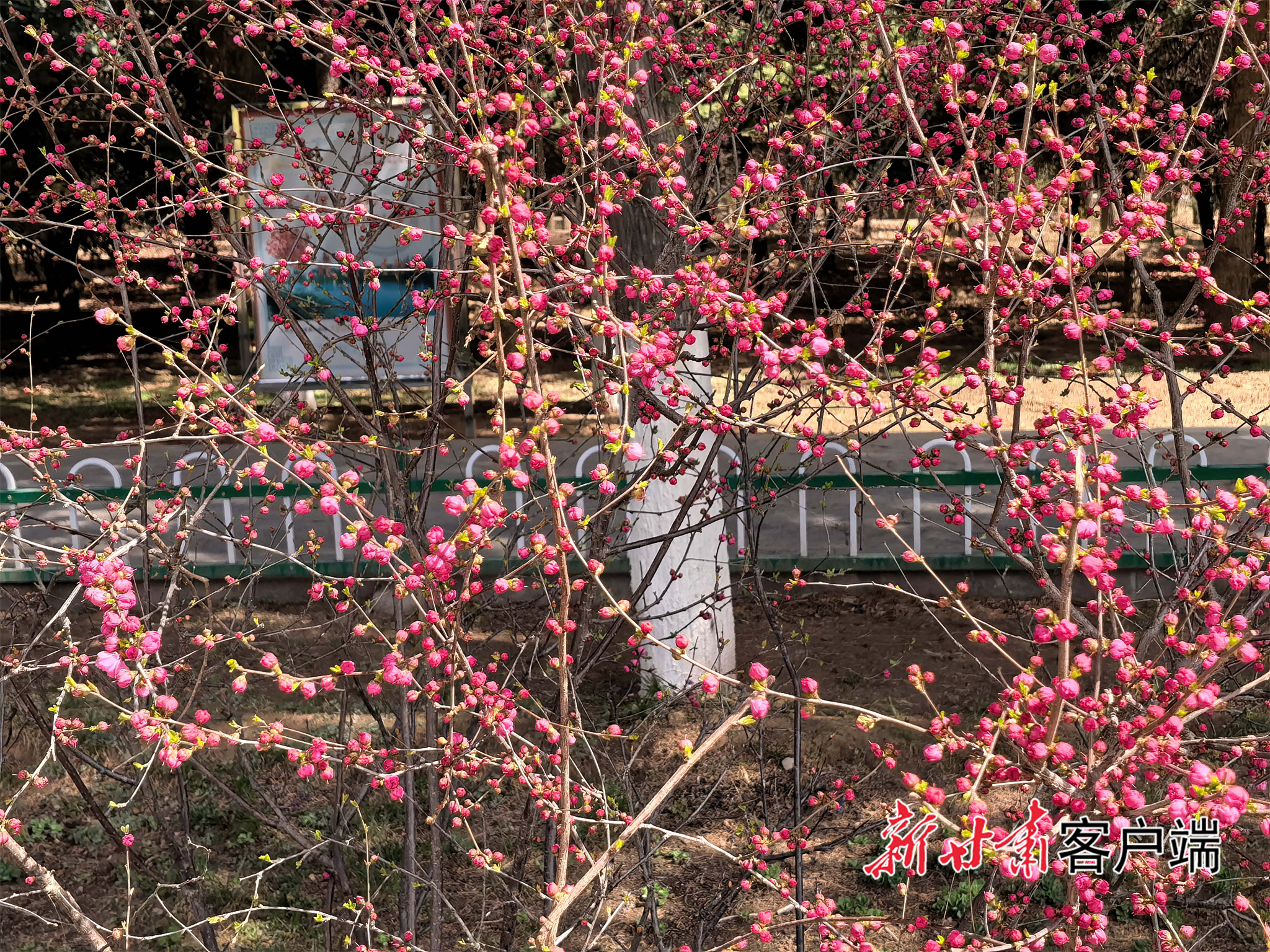 枝头花朵含苞待放