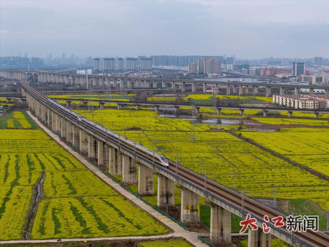 复兴号列车从油菜花田边驶过（王志鑫 摄）