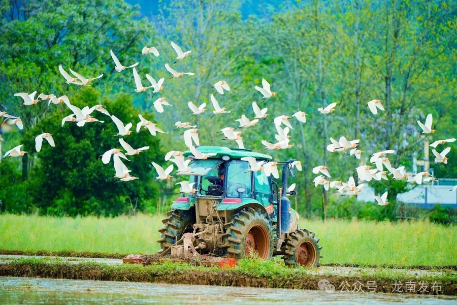 龙南县:白鹭赴春约 春耕正当时(图)