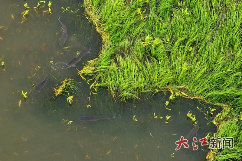 4月9日，江西九江都昌县鄱阳湖水域，浅滩草洲之间，成群鱼儿逐水而来，穿梭觅食、嬉戏抱卵。