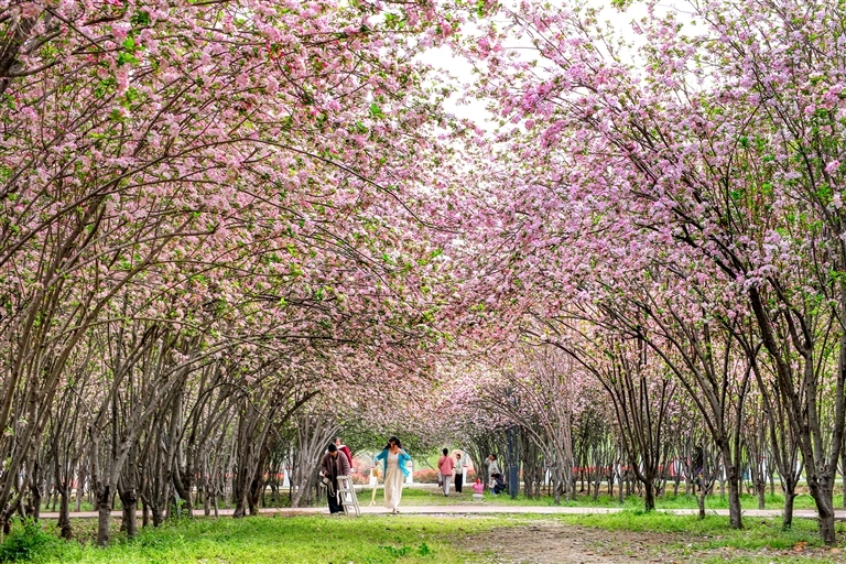 4月1日，项城市驸马沟生态公园海棠盛放，粉红花枝交织成浪漫花廊，勾勒出春日盛景。张珑瀚摄