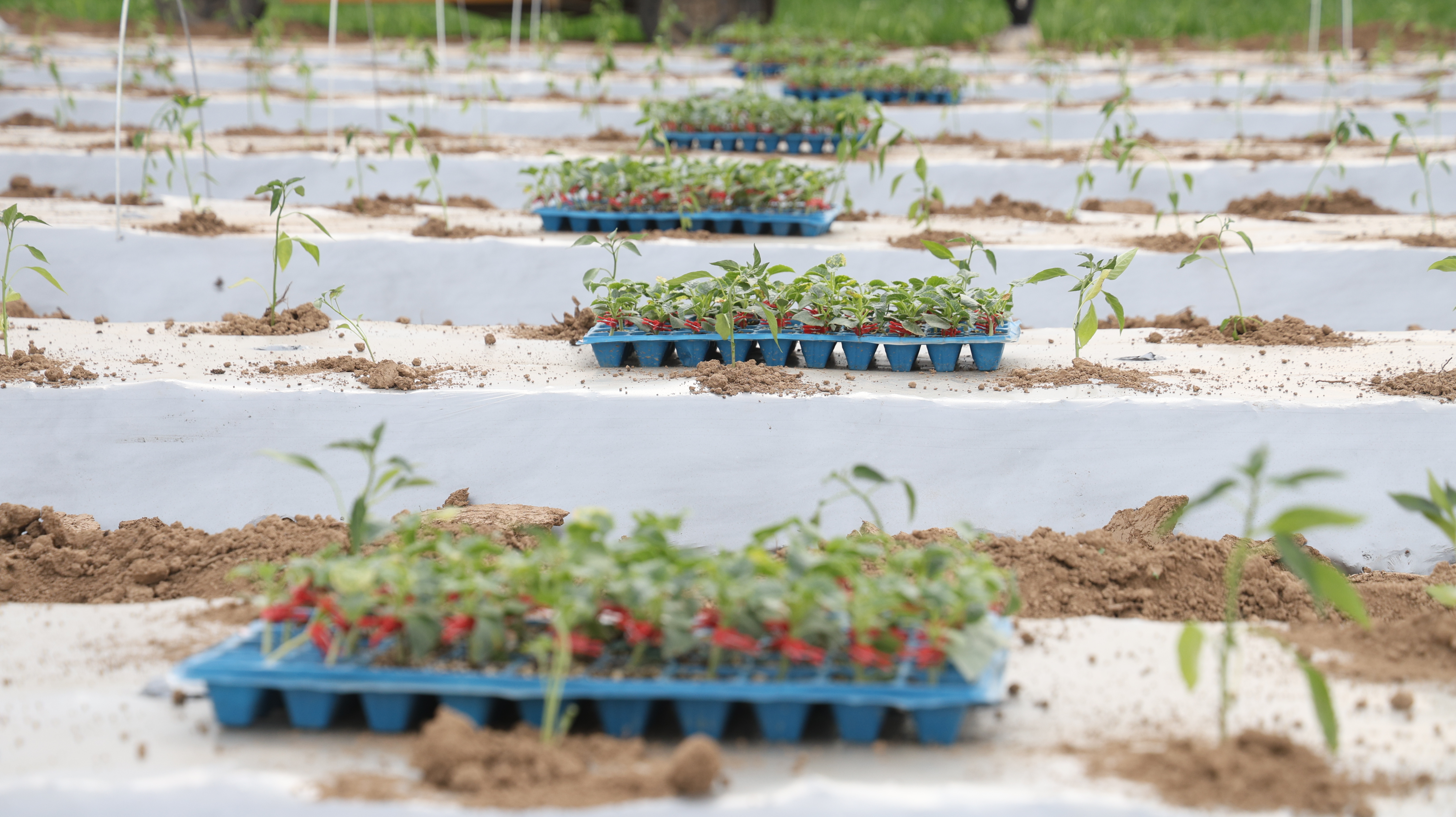 柘城：套种模式促增收 柘城春耕绘新篇