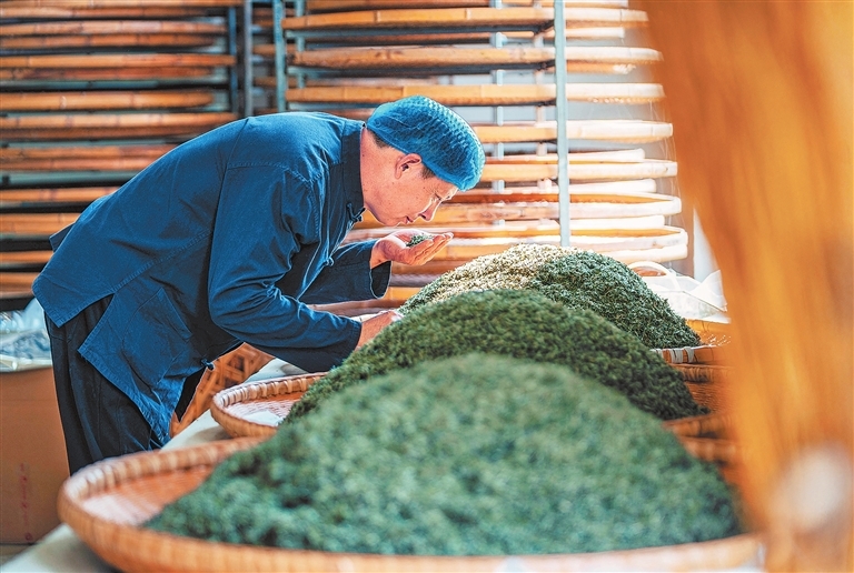 4月2日，信阳市浉河港镇一处制茶工坊，工人正在检查新茶品质。