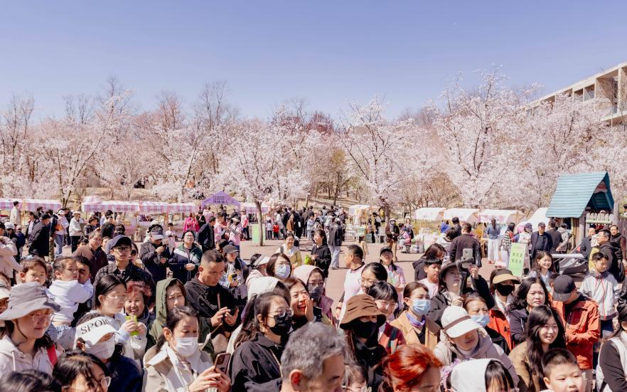 白鹭湾小镇樱花节热度持续爆棚。五莲县委宣传部供图