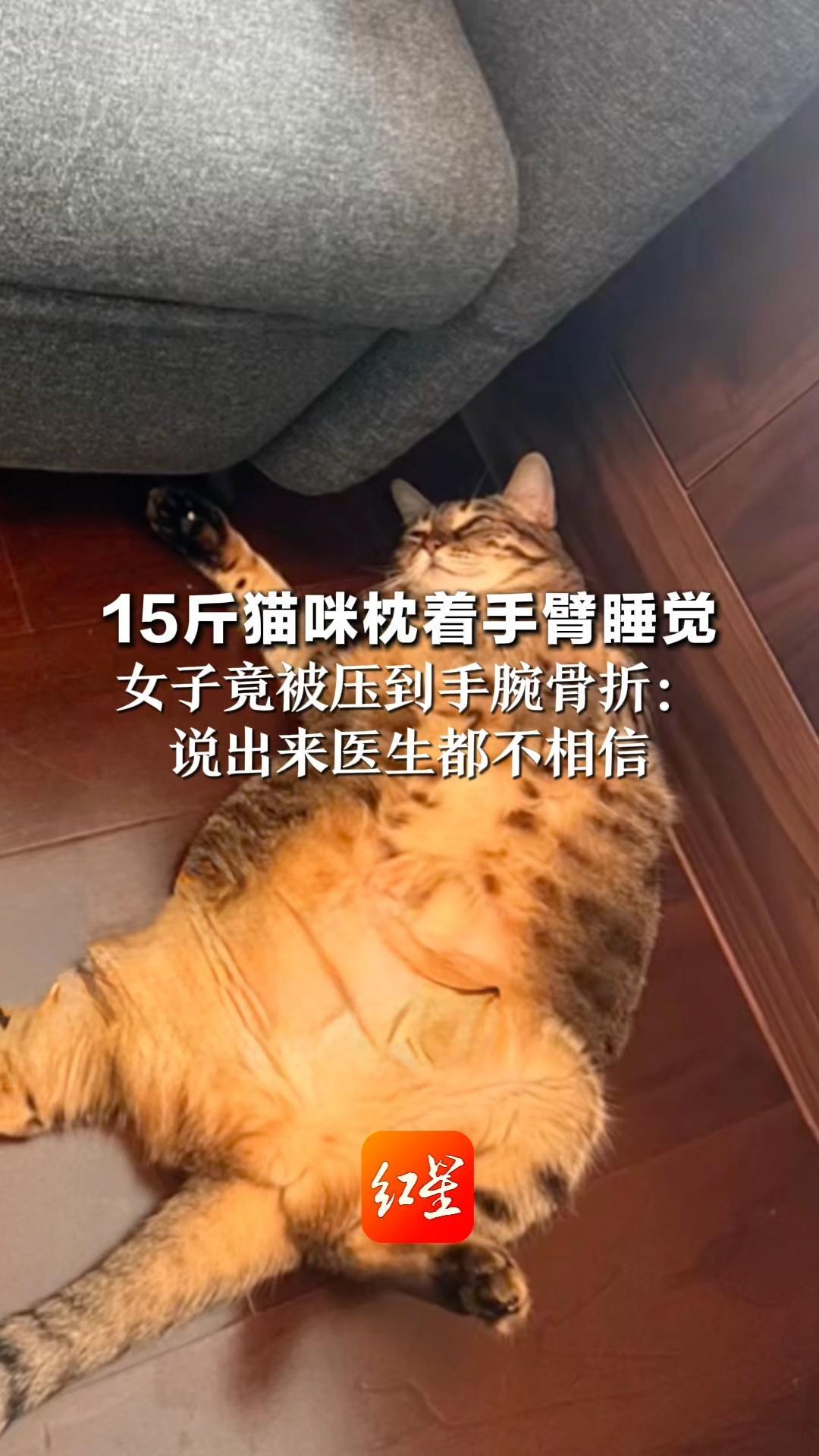 15斤猫咪枕着手臂睡觉 女子竟被压到手腕骨折：说出来医生都不相信 特别提醒铲屎官管理猫咪体重