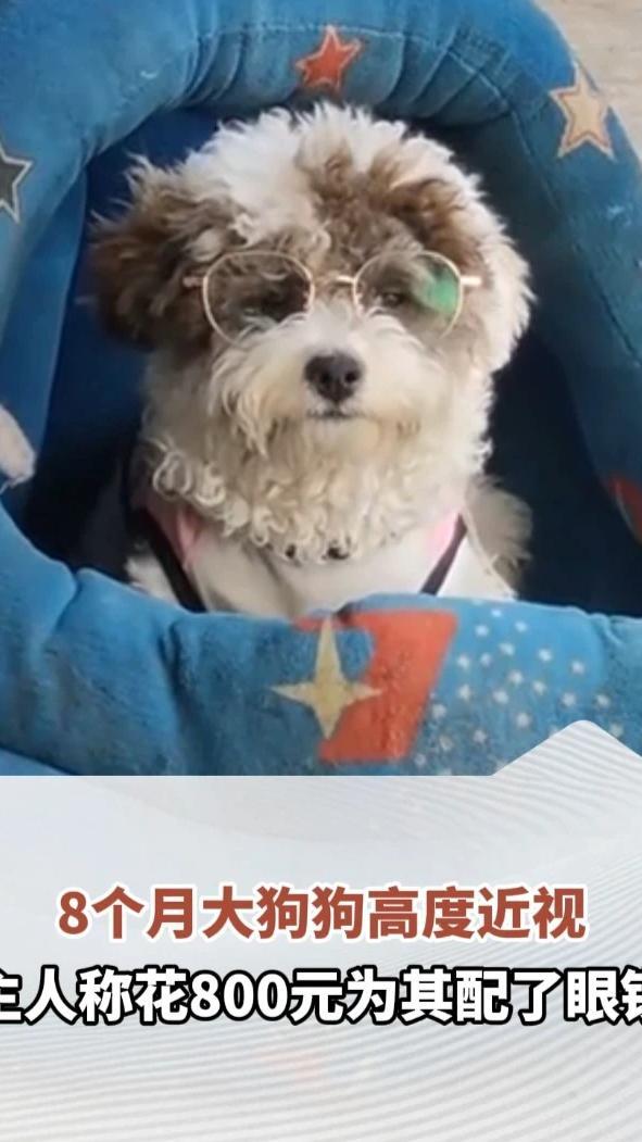 8个月大狗狗高度近视，走路不走直线，找不到食物，主人称花800元为其配了眼镜