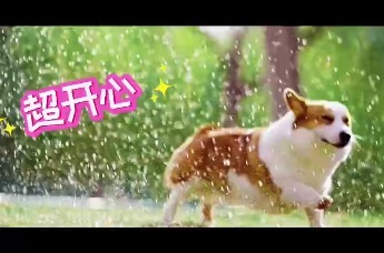 与宠同行，向池州出发 山风揽着花香，溪水绕着石阶，云海漫过山岗 这里的每一处风景，都为毛孩子而敞开 索道观云，古宅疗愈，山水相伴 来池州，做与宠同行的旅人，共赴山野温柔