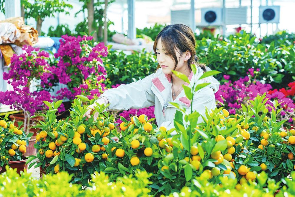 榆中县和平镇万泉岭花卉农业产业园里，顾客在挑选心仪的花卉。