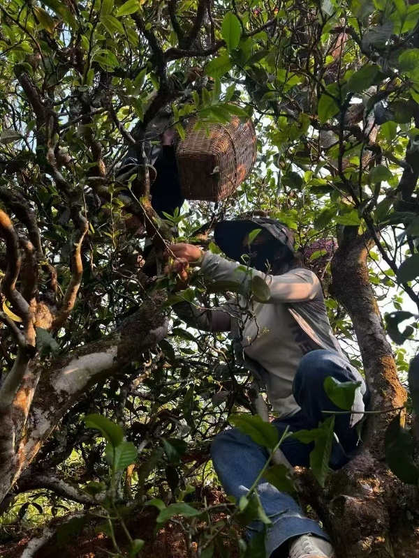 为爱入山，以茶为命：“寻山君”胡兆熊的云南茶山二十四年