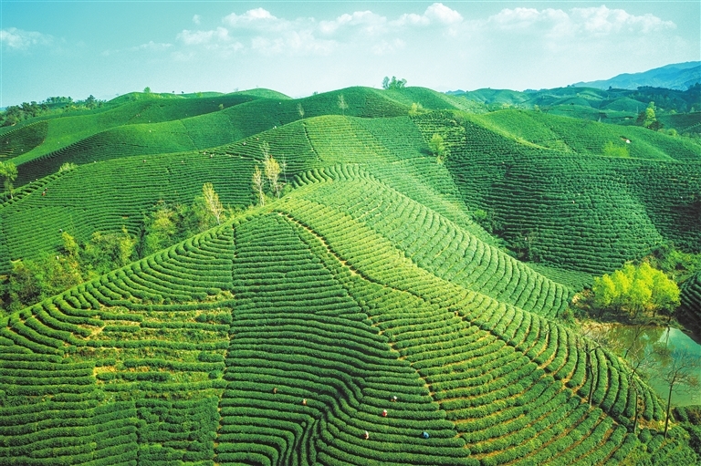 4月1日，信阳市浉河区，茶山已醒，只此青绿，信阳毛尖春茶进入开采阶段。
