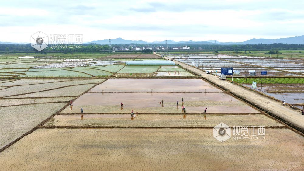 2026年4月8日，江西省吉安市峡江县水边镇义桥村高标准农田，村民在忙着栽插早稻秧苗。