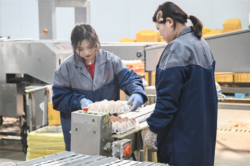 工人将鸡蛋装盘、打包。