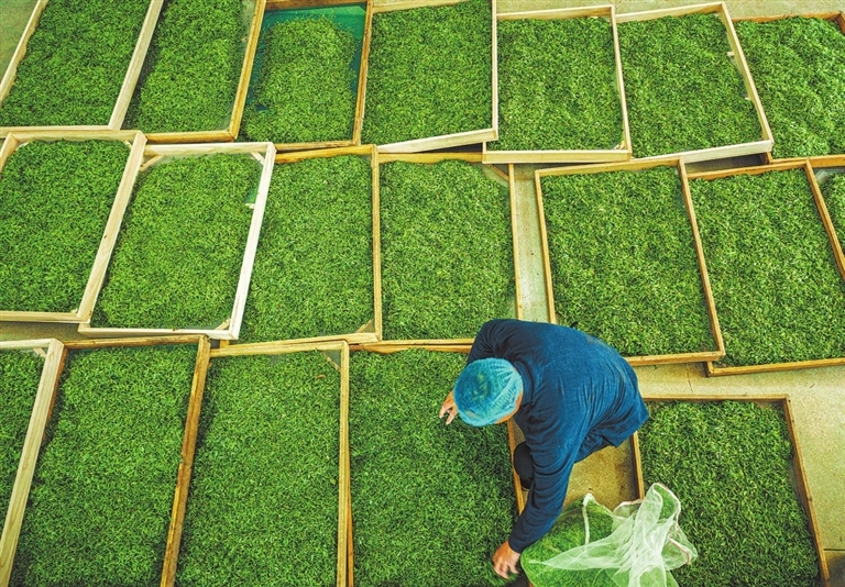 整理茶鲜叶。