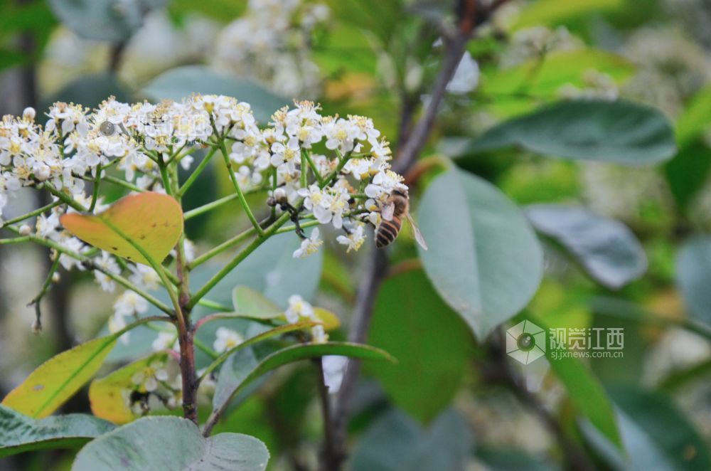 4月10日，在江西省吉安市永新县沿江路，石楠新叶与花簇同框的春日景致别样。