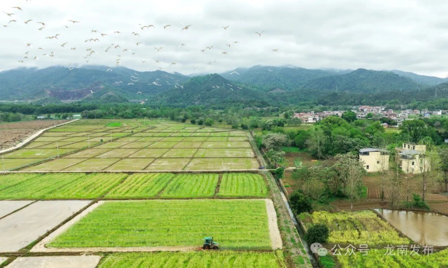龙南县:白鹭赴春约 春耕正当时(图)