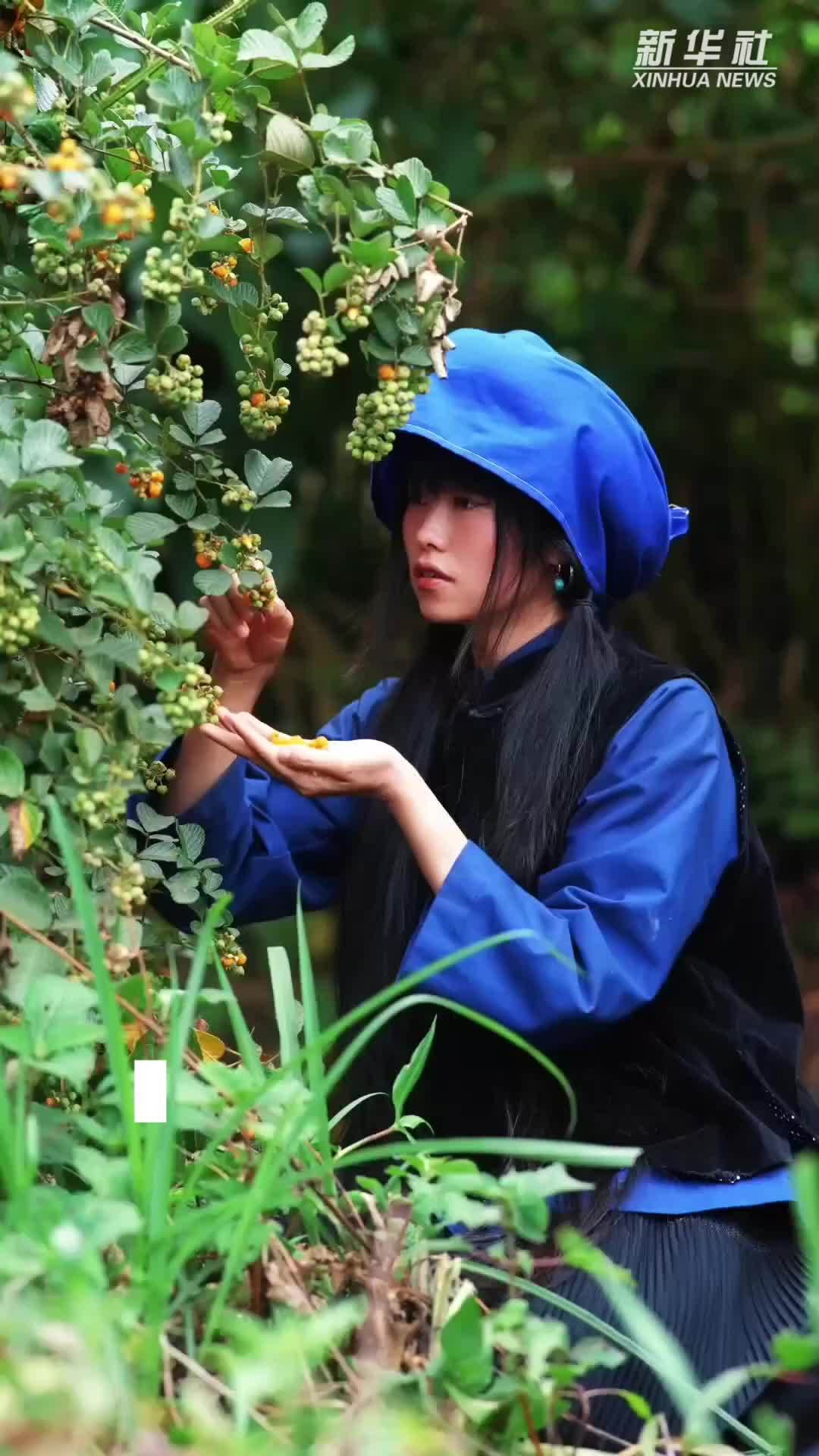 云南思茅：镜头里的民族浪漫 黄泡果簪花