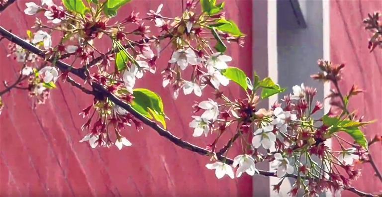 兰州大学校园里花开正艳，同学们争相踏青赏春。