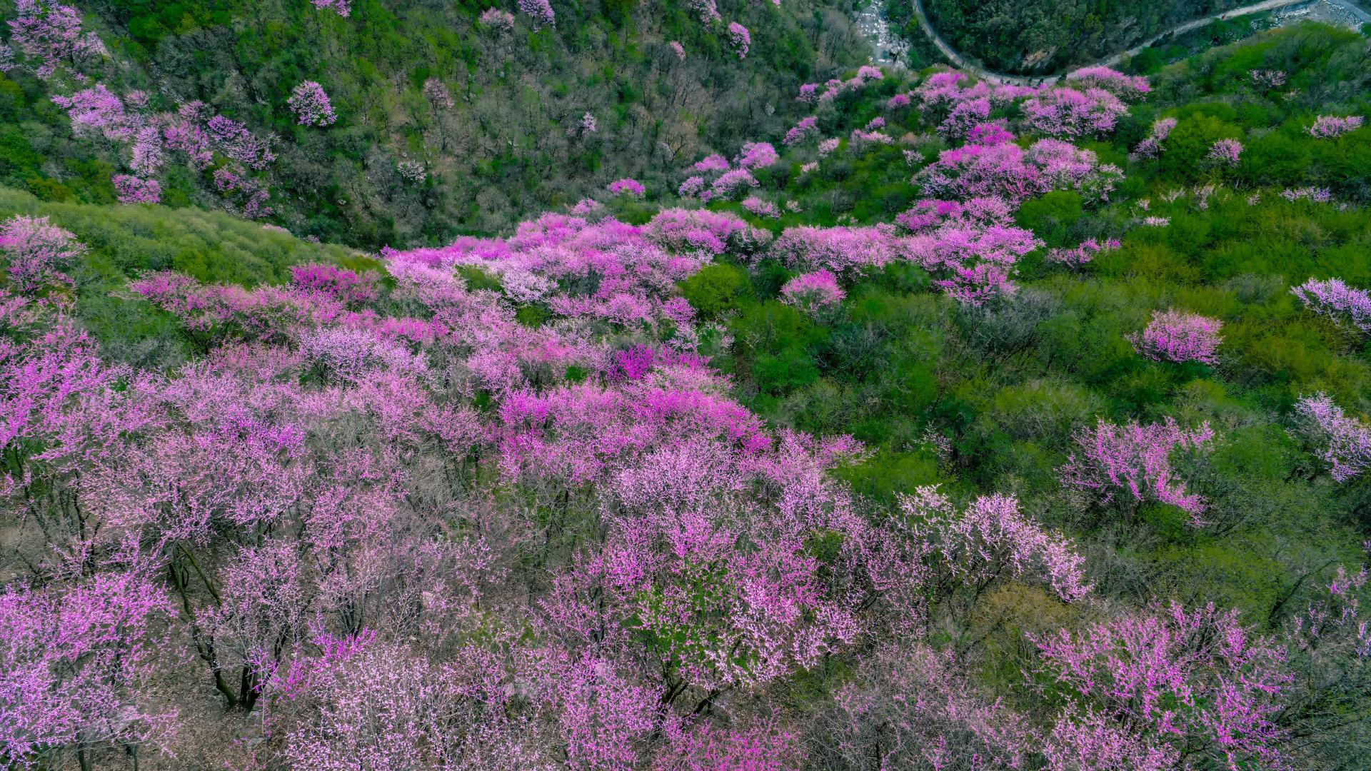 万亩紫韵赴春日之约 西安秦岭生态旅游季暨太平紫荆花季盛大启幕!