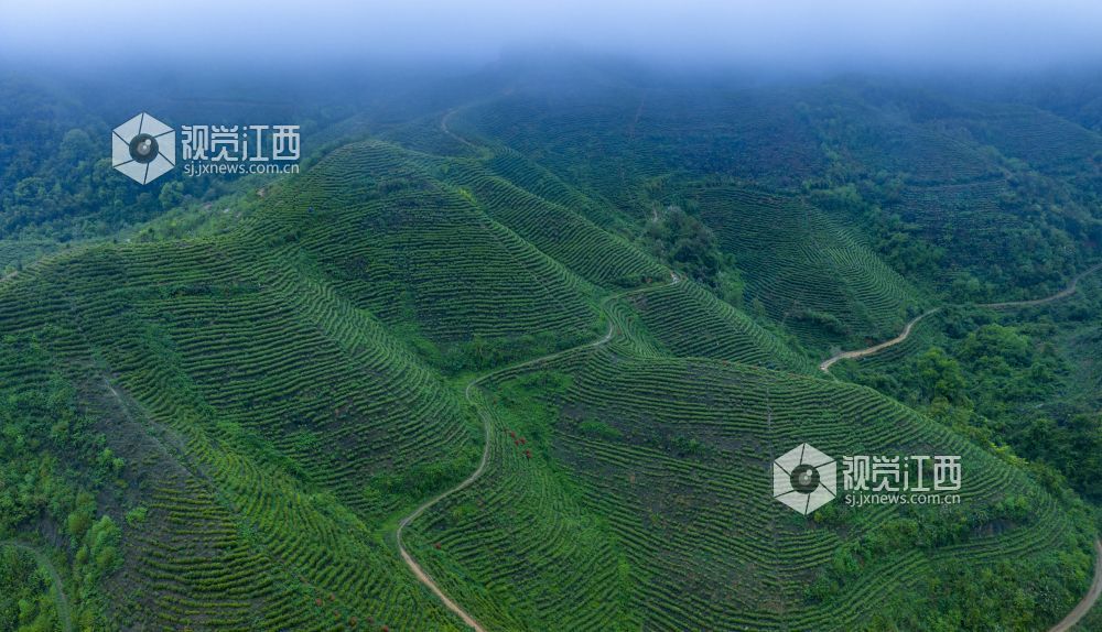 春风送暖,茶香满园。眼下正值春茶采摘的黄金时节,吉水县乌江镇余江村的千亩生态茶园里,漫山遍野的茶树吐露新芽,翠绿欲滴,茶农们穿梭在茶垄间,开启了一年一度的春茶采收工作,勾勒出一幅春日丰收的美丽画卷。