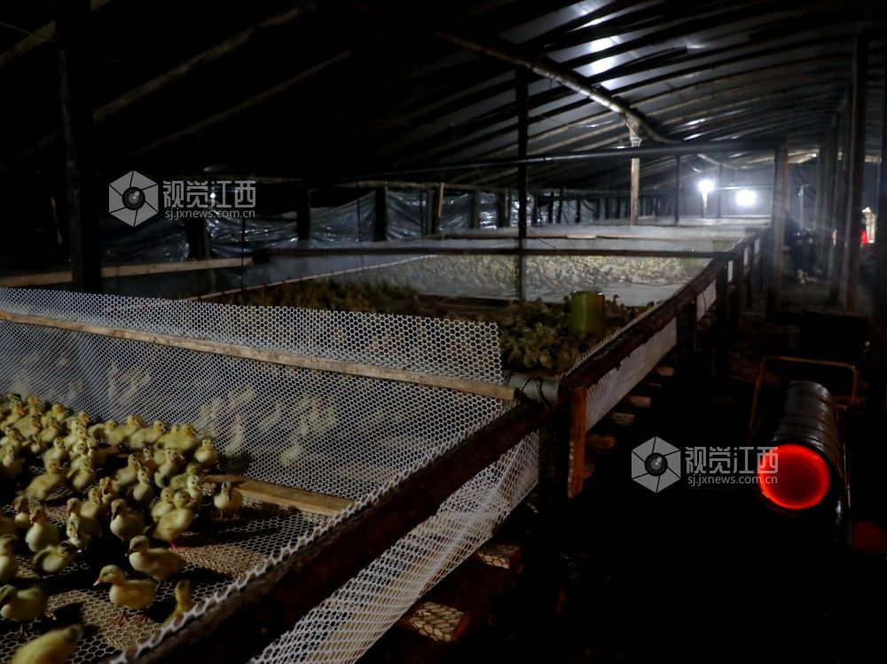 江西分宜：林下养鸭铺就生态致富路（图）