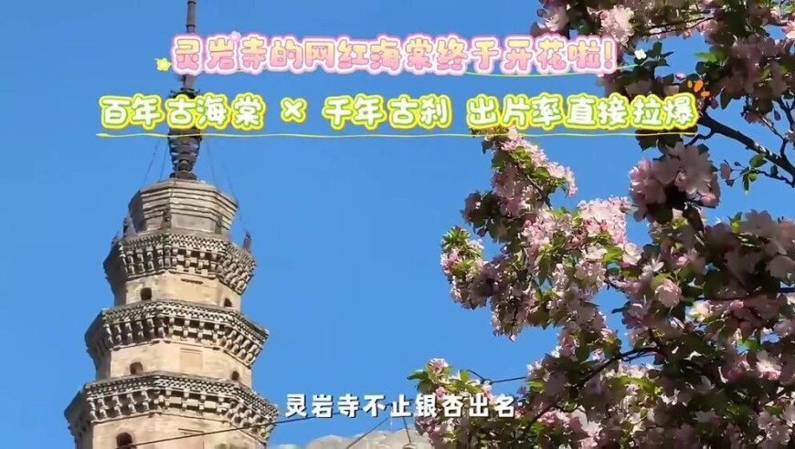 四百年的丁香、近百年的海棠……清明赏花去何处？这里的花更有历史、更特别