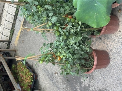 小番茄盆栽上收获果实