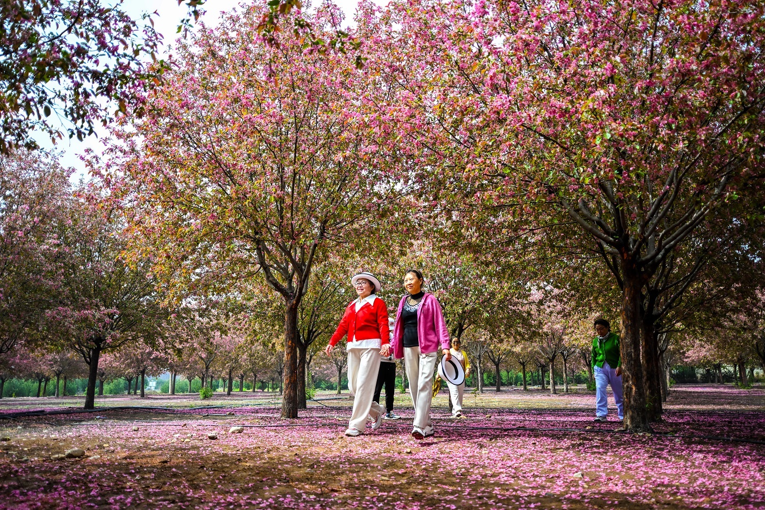 邯郸市峰峰矿区：海棠花开醉游人