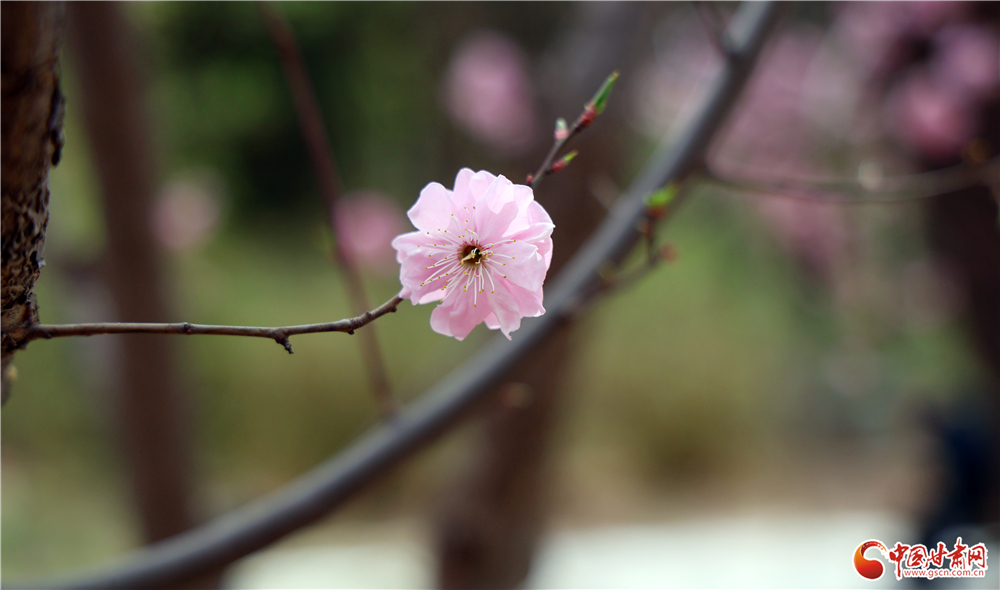 粉花初绽，一抹春色入画来。