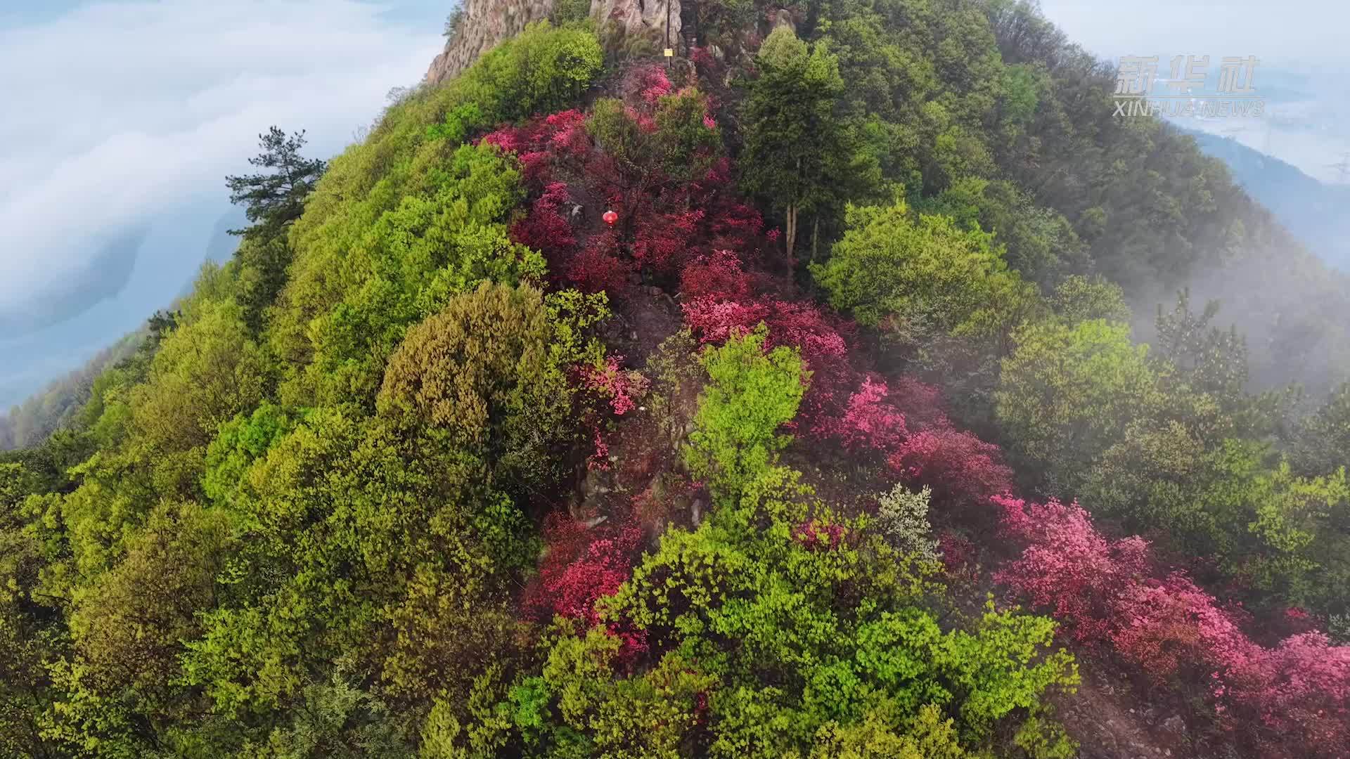 安徽池州：朝颜映山红 锦绣满神州