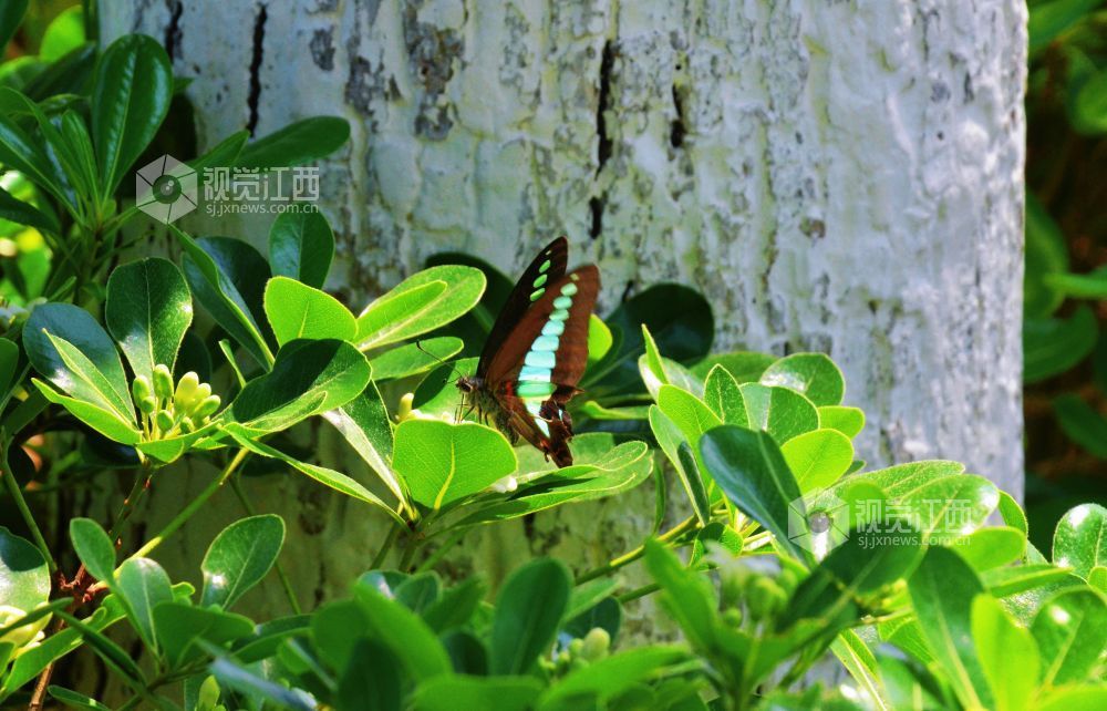 4月5日，在江西省永新县沿江路两旁的花丛中，几只蝴蝶翩翩起舞，时而停驻枝头，时而穿梭花间。蝶翼斑斓与盛放的花儿相映成趣，为春日增添了几分灵动生机。