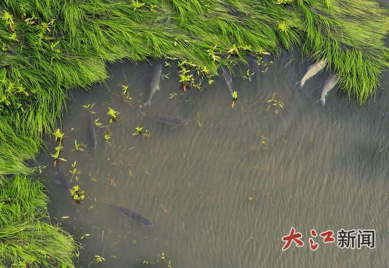 4月9日，江西九江都昌县鄱阳湖水域，浅滩草洲之间，成群鱼儿逐水而来，穿梭觅食、嬉戏抱卵。