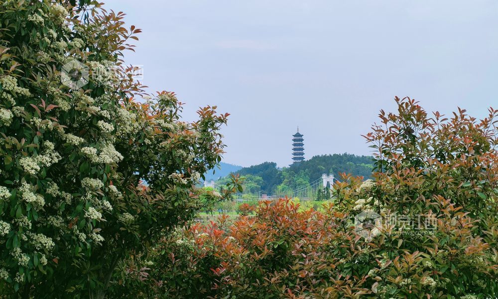4月10日，在江西省吉安市永新县沿江路，石楠花与远处塔景相映的春日滨江风光。