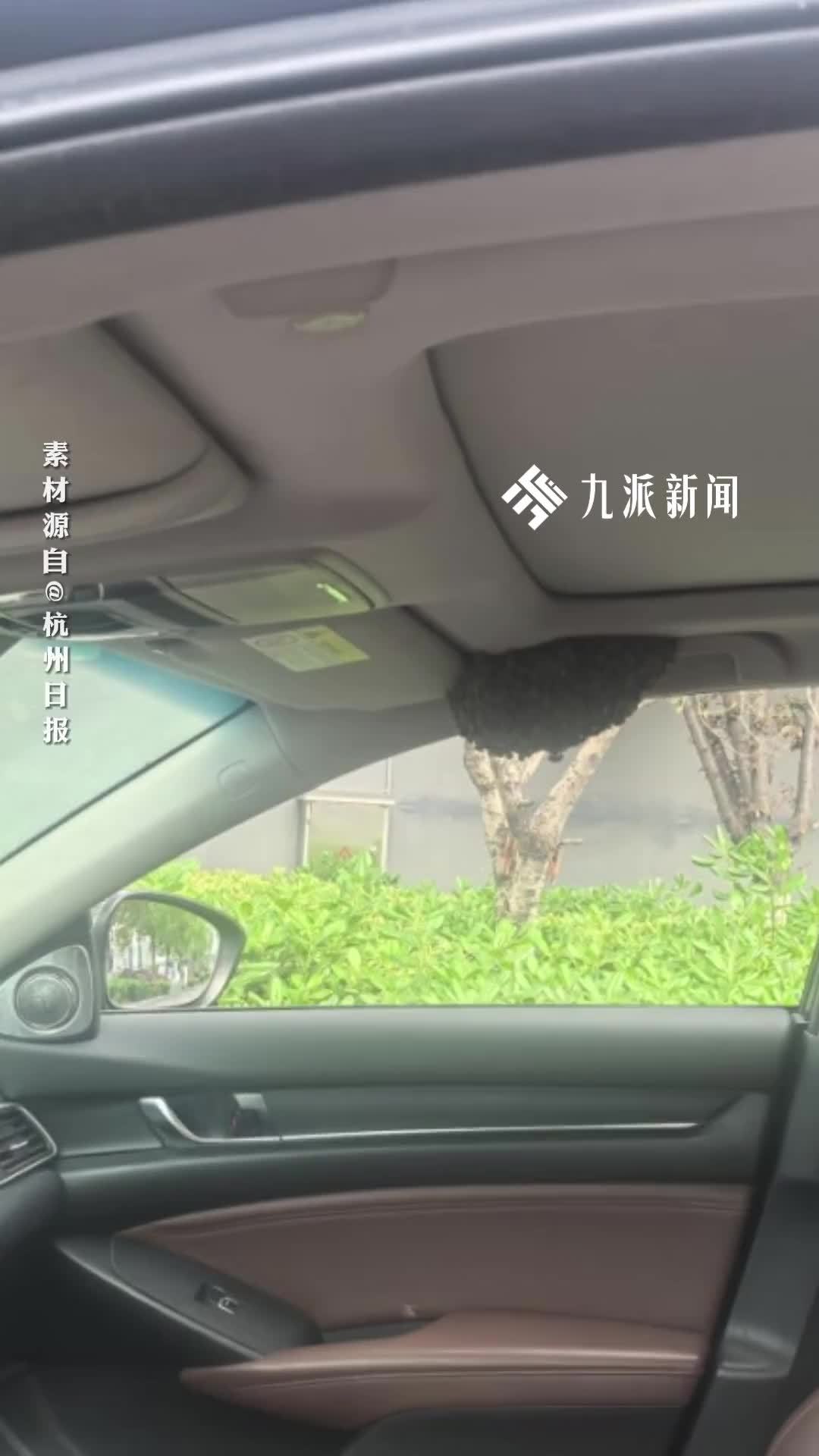 停车未关车窗十多分钟，数十只蜜蜂已在车内筑起拳头大小的蜂巢