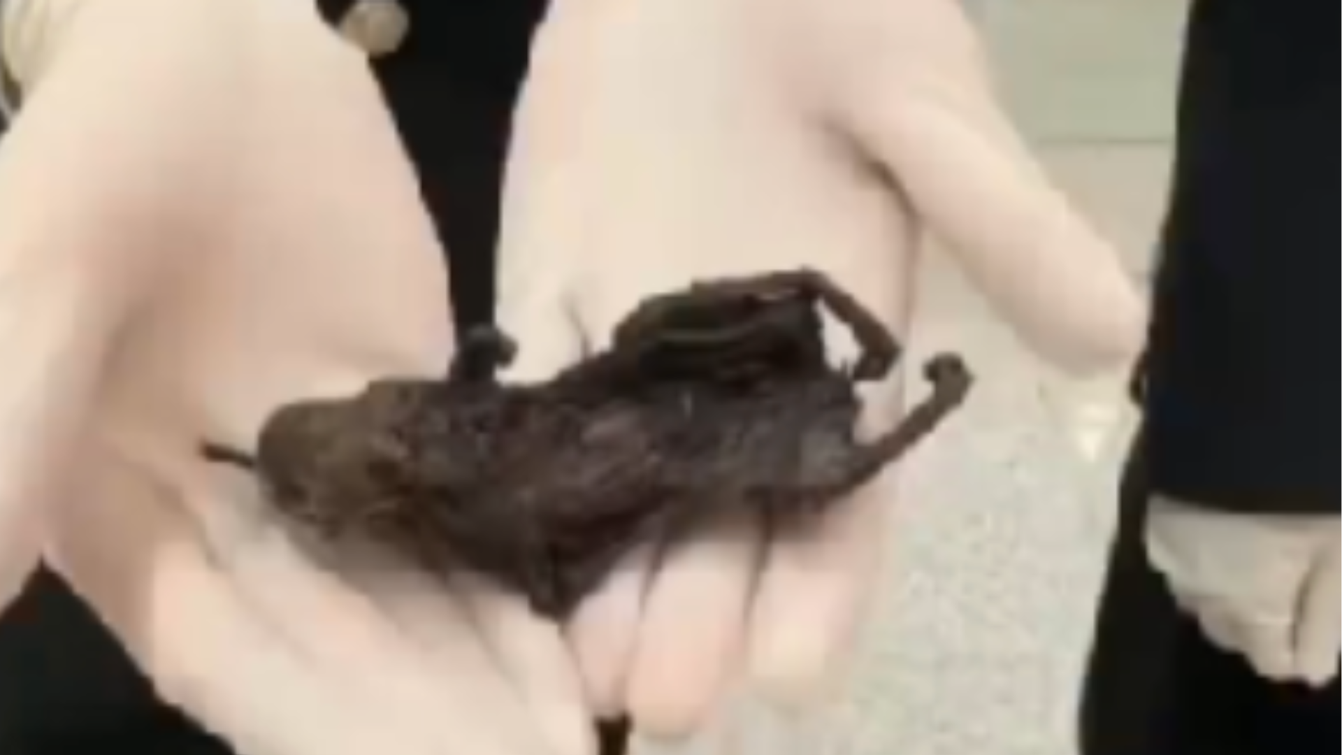 炸裂！合肥海关截获6只风干黄胸鼠，测出多种病原体，旅客自述为食用……