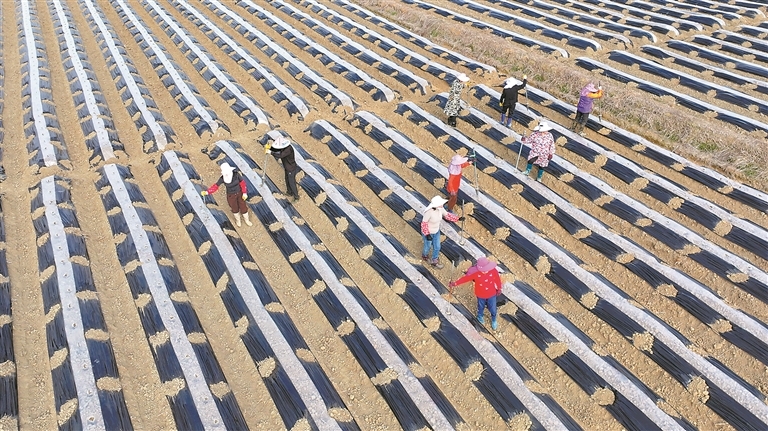 3月3日，永丰县石马镇棠阁村，农民正在田间整地覆膜，准备移栽农作物秧苗。通讯员 刘浩军摄