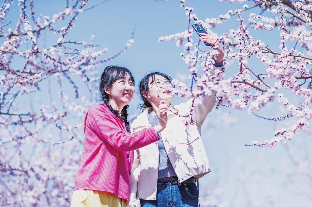 4月4日，在张掖市甘州区碱滩镇，游客踏青赏花，乐享烂漫春光。新甘肃&middot;甘肃经济日报通讯员　杨潇　摄