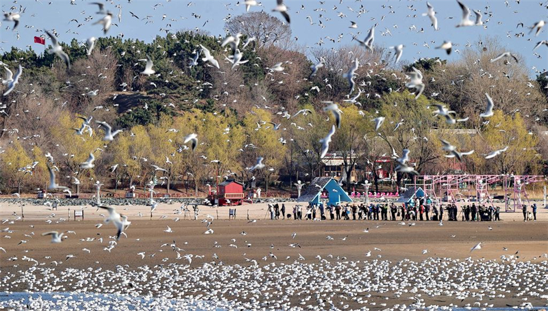 4月7日，秦皇岛市北戴河区鸽子窝公园，鸥鸟在海边湿地飞翔。