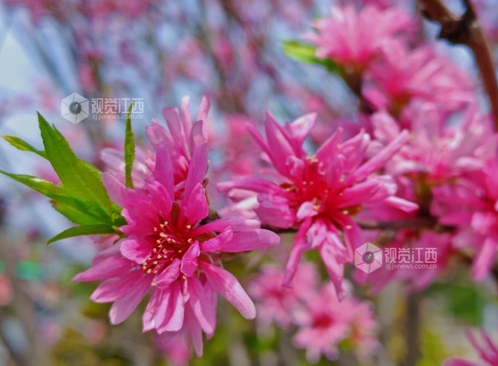 江西分宜：菊花桃盛开 添彩暮春光（图）