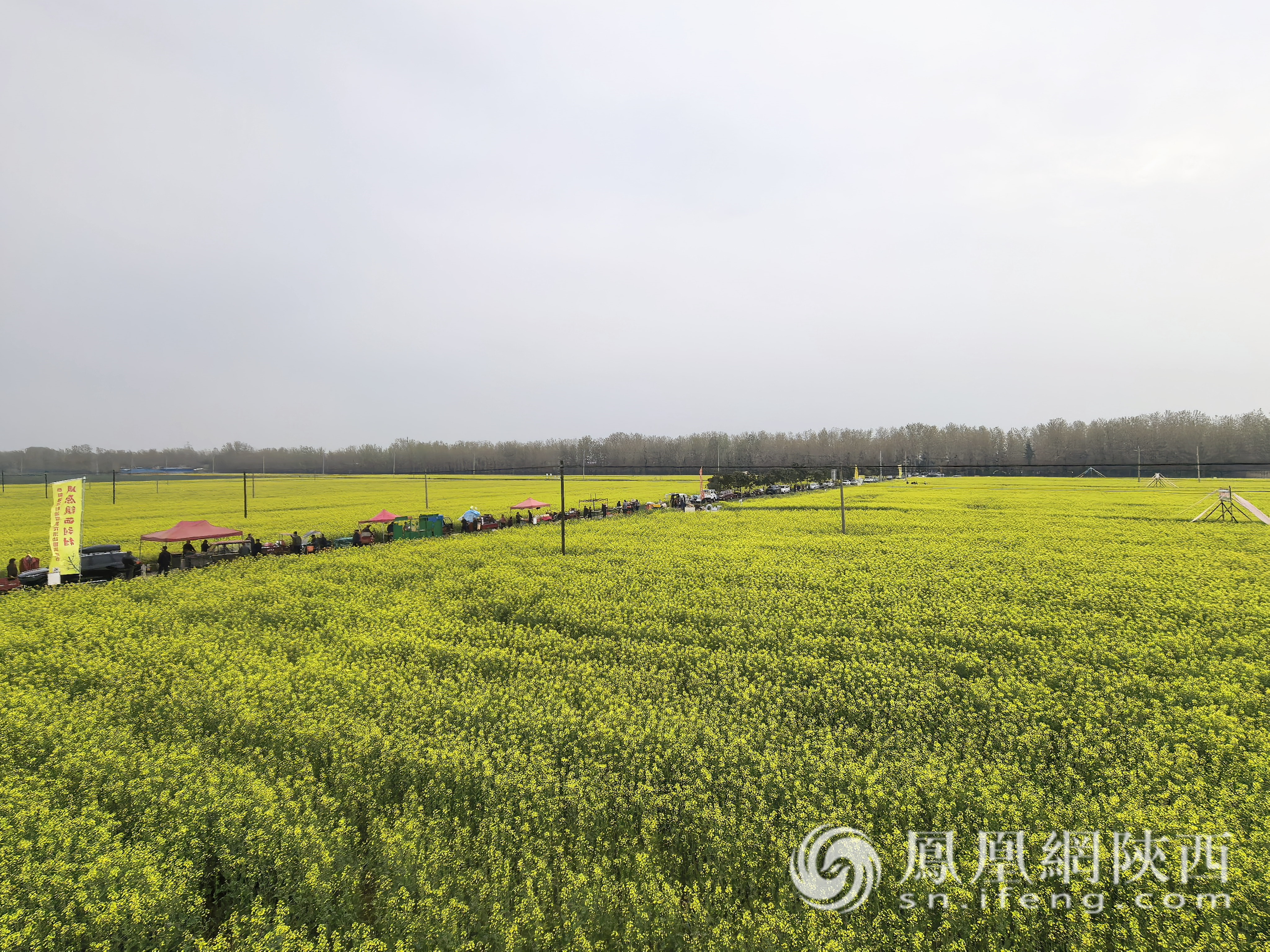 陳倉區(qū)周原鎮(zhèn)2026年油菜花賞花活動啟動儀式成功舉行