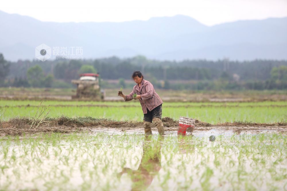 2026年4月8日，江西省吉安市峡江县水边镇义桥村高标准农田，村民在忙着栽插早稻秧苗。