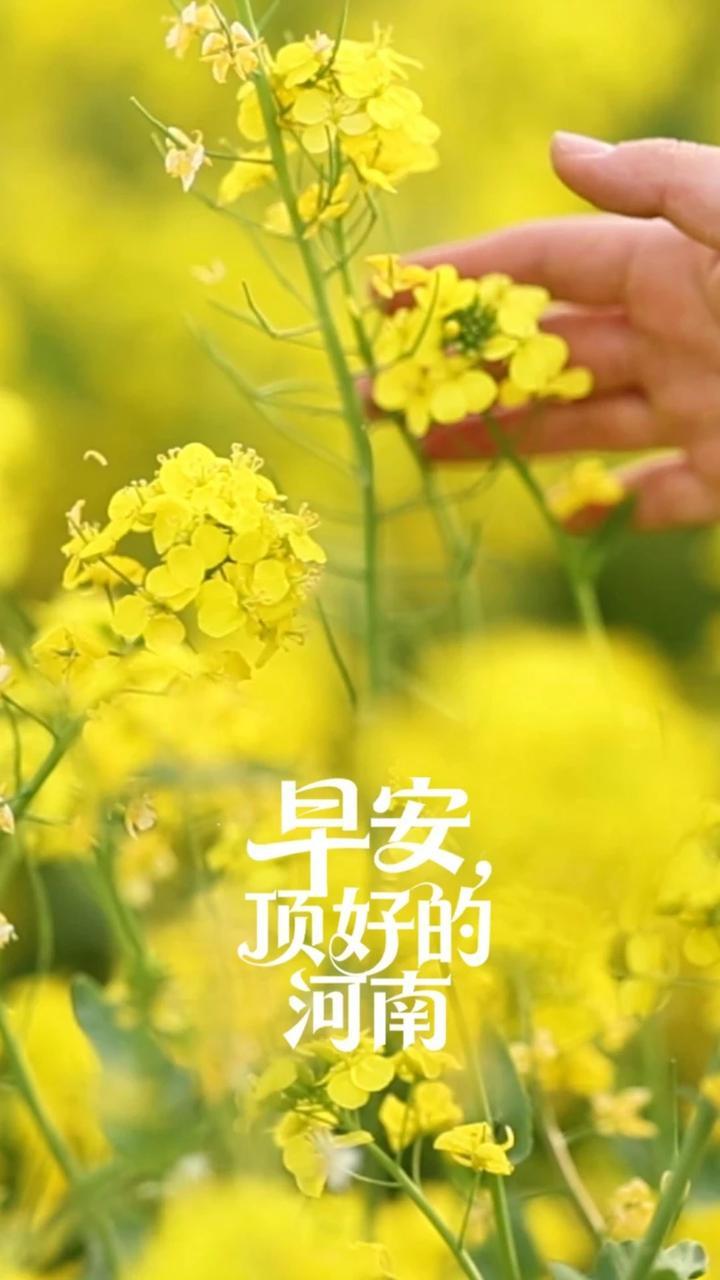 4月5日 星期日（清明节）清明，是节气，也是节日。蕴生生不息之机，藏念念不忘之情。愿你我珍惜春光，不惧路远，怀揣希望，稳稳前行。#早安顶好的河南