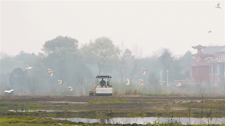 3月29日，上高县蒙山镇钧石塘村，穿梭的农机、忙碌的农人与翻飞的白鹭，构成了一幅人与自然和谐共生的美丽画卷。特约通讯员 陈旗海摄