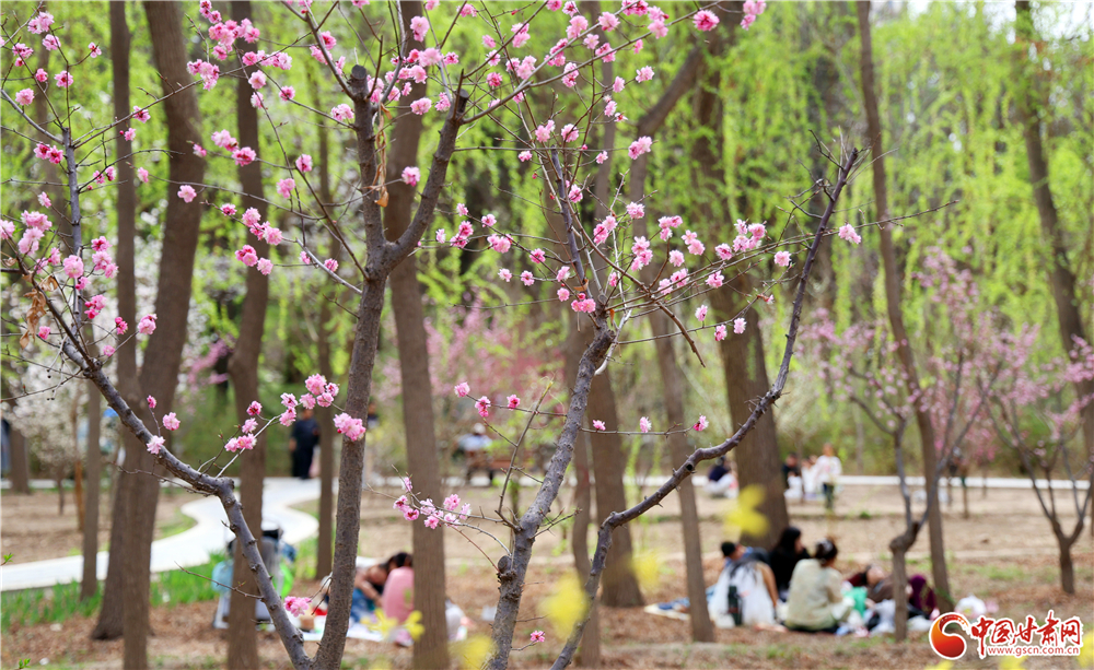花林深处，市民野餐享春光。