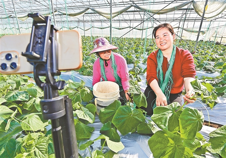 3月11日，赣州市赣县区田村镇杨梅村的蔬菜大棚内，田念正在用手机拍短视频，教网友们黄瓜牵绳技巧。