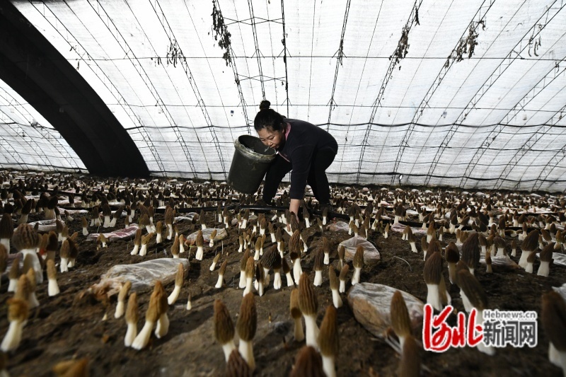 图为种植户采收羊肚菌。梁玉水摄