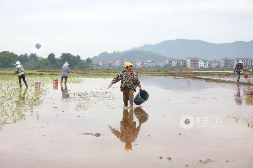 2026年4月8日，江西省吉安市峡江县水边镇义桥村高标准农田，村民在忙着栽插早稻秧苗。