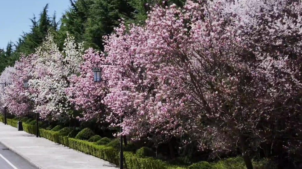 甘肃灵台：繁花映醉文化园