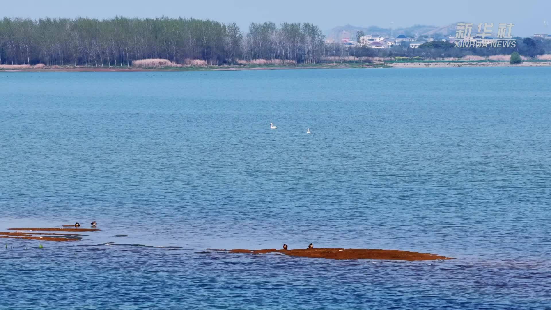 鄱湖湿地生态美 北归候鸟舞翩跹