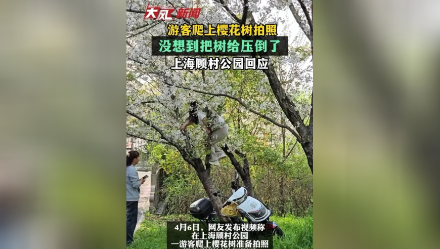 游客爬上樱花树拍照 没想到把树给压倒了 上海顾村公园回应